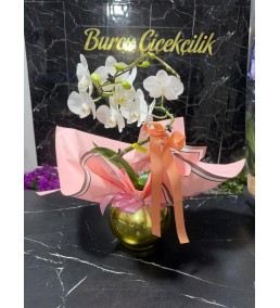 BALLETTO S ORKİDE BEYAZ